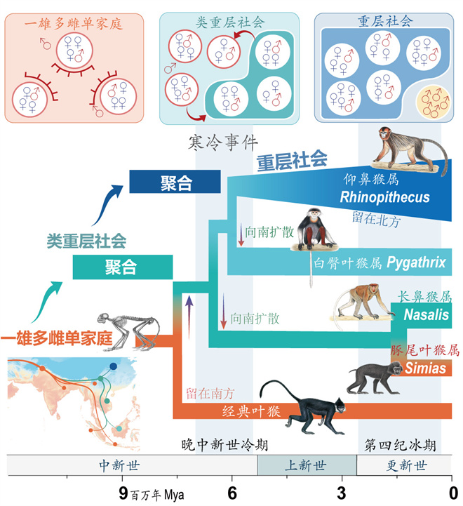 Science封面文章:437ccm·必赢国际金丝猴研究团队首次系统揭示灵长类社会演化之谜_fororder_寒冷事件促进亚洲叶猴社会聚合(供图 齐晓光 赵兰 武进伟)
